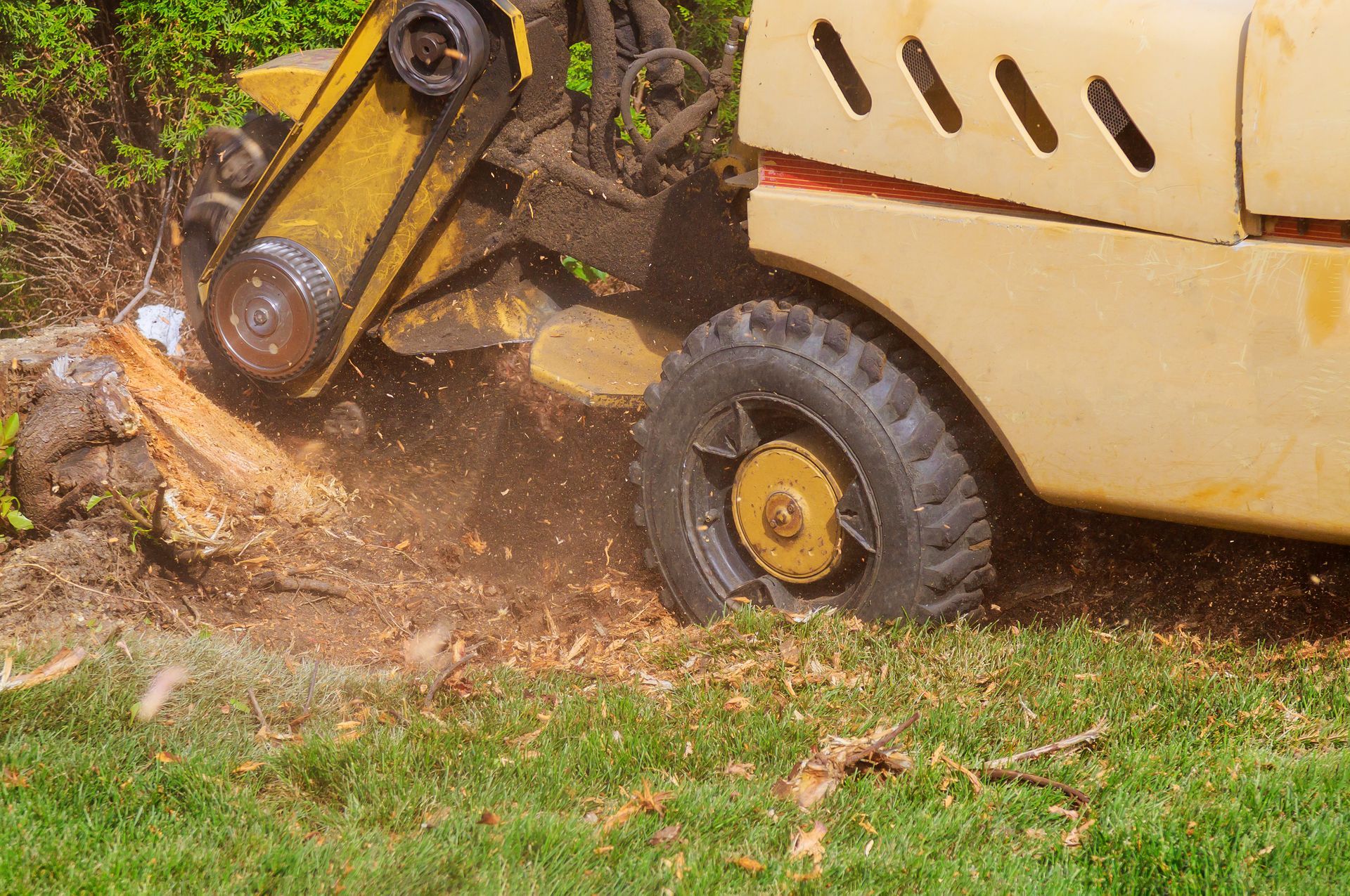 Stump grinder removing tree stump in garden with flying wood chips and visible cutting wheel.