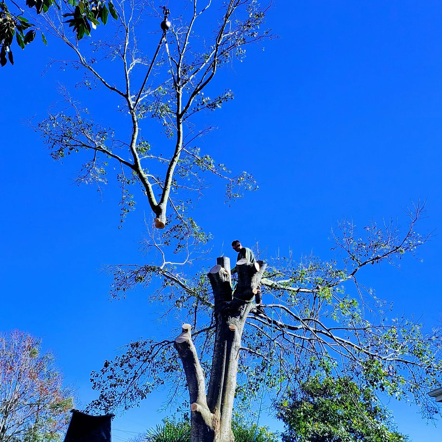 Man Doing Tree Removal - Quality Tree Service LLC - Kenner, LA