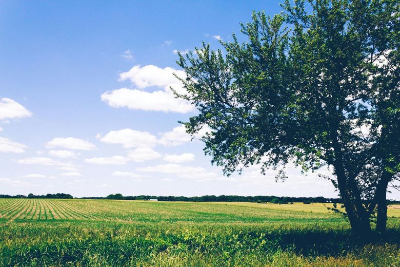 A tree in the middle of a field with a blue sky in the background