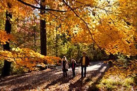 Fall Leaves Changing Colors