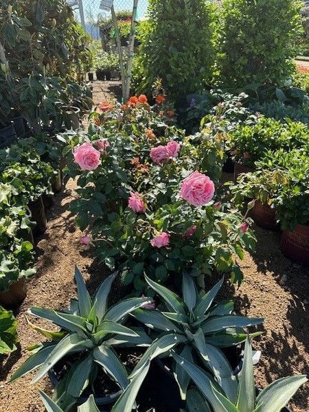 A bunch of potted plants with pink flowers and green leaves