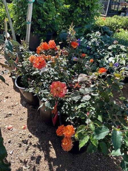 A bunch of potted plants with orange flowers in them