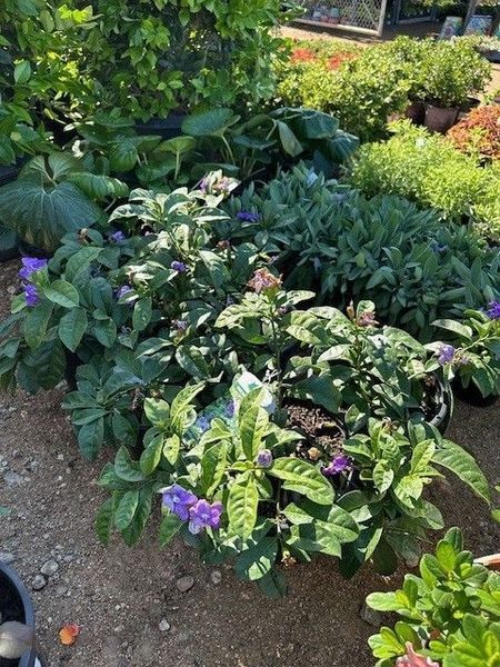 A bunch of potted plants with purple flowers and green leaves
