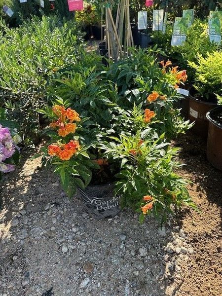 A potted plant with orange flowers and green leaves