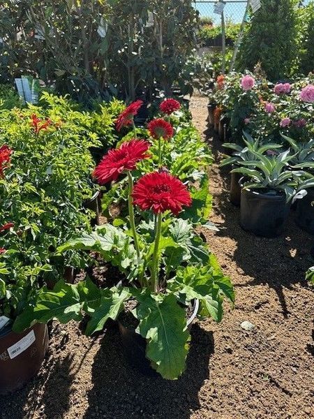 A potted plant with red flowers in a garden