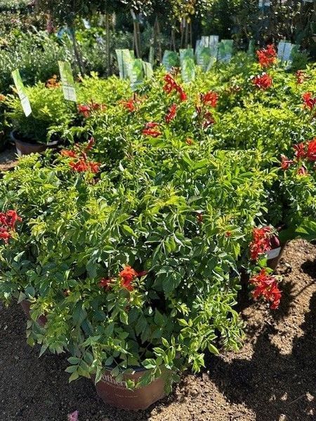 A bunch of potted plants with red flowers and green leaves