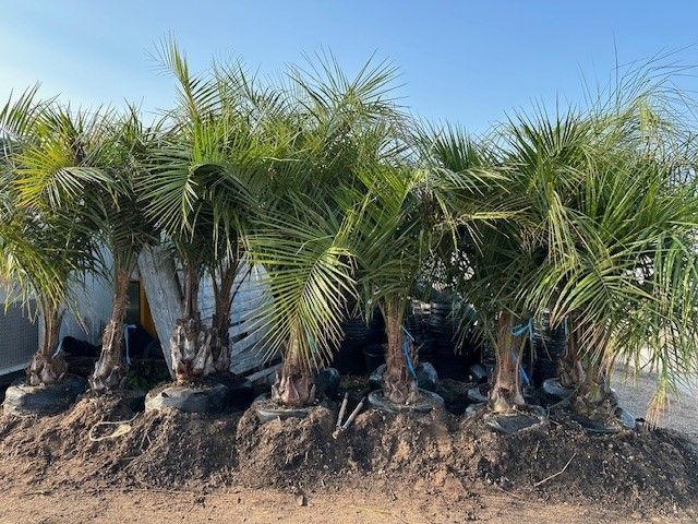 A bunch of palm trees sitting on top of a pile of dirt.