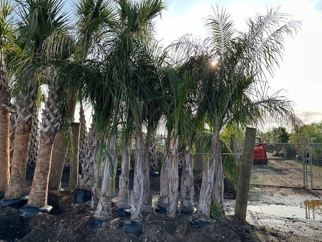 A bunch of palm trees sitting on top of a pile of dirt.