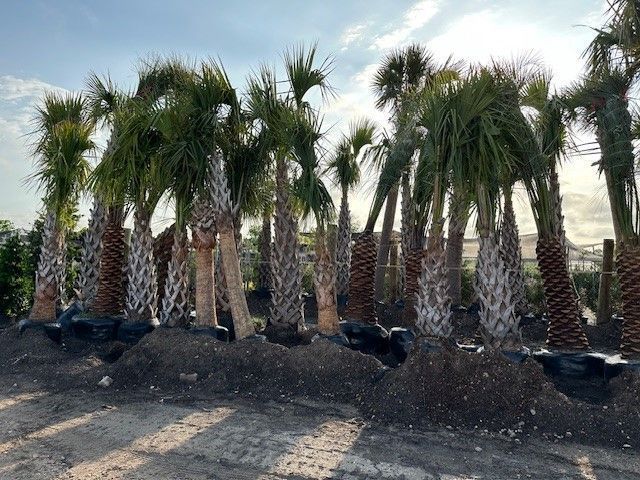 A bunch of palm trees sitting on top of a pile of dirt.