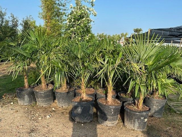 A bunch of potted palm trees are sitting on the ground
