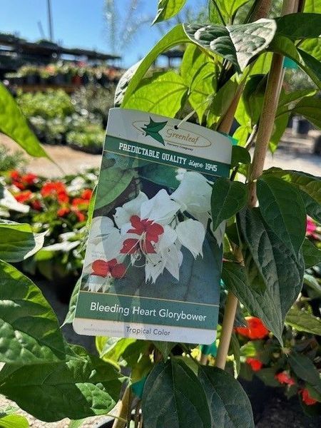 A plant with white and red flowers and a tag on it