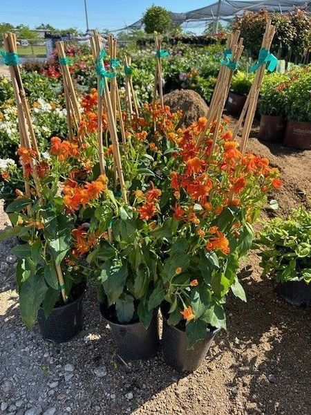 A bunch of potted plants with orange flowers are sitting on the ground.
