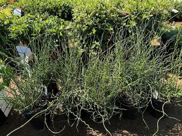 A bunch of plants are sitting on the ground in pots.