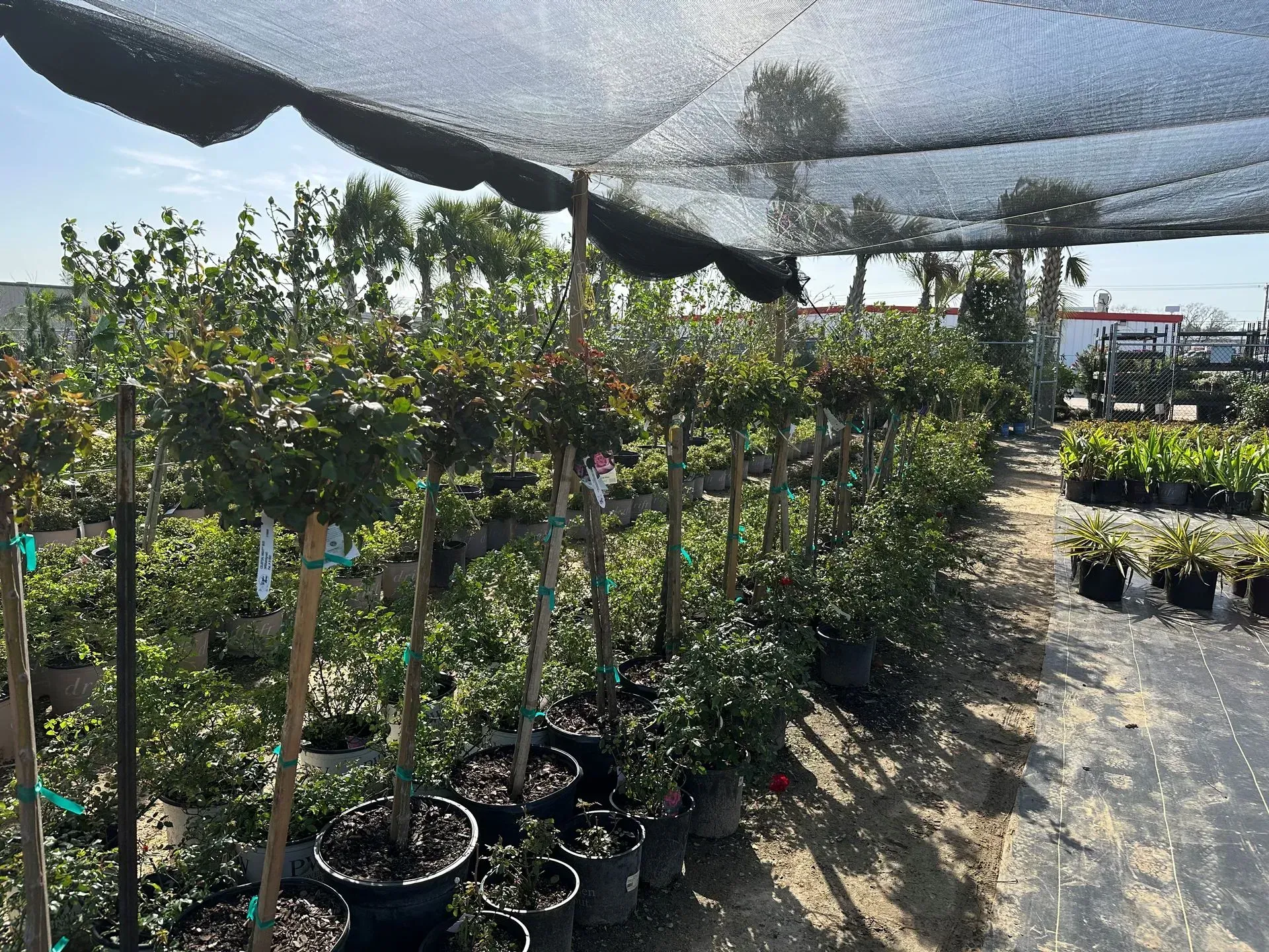 A lot of potted plants are sitting under an umbrella in a garden.
