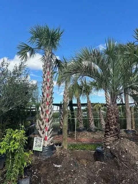 A bunch of palm trees in a garden with a blue sky in the background.