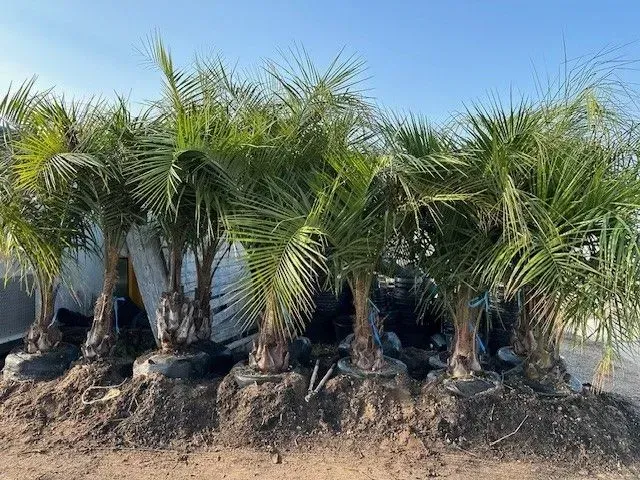 A bunch of palm trees sitting on top of a pile of dirt.