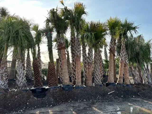 A bunch of palm trees are lined up in a row.
