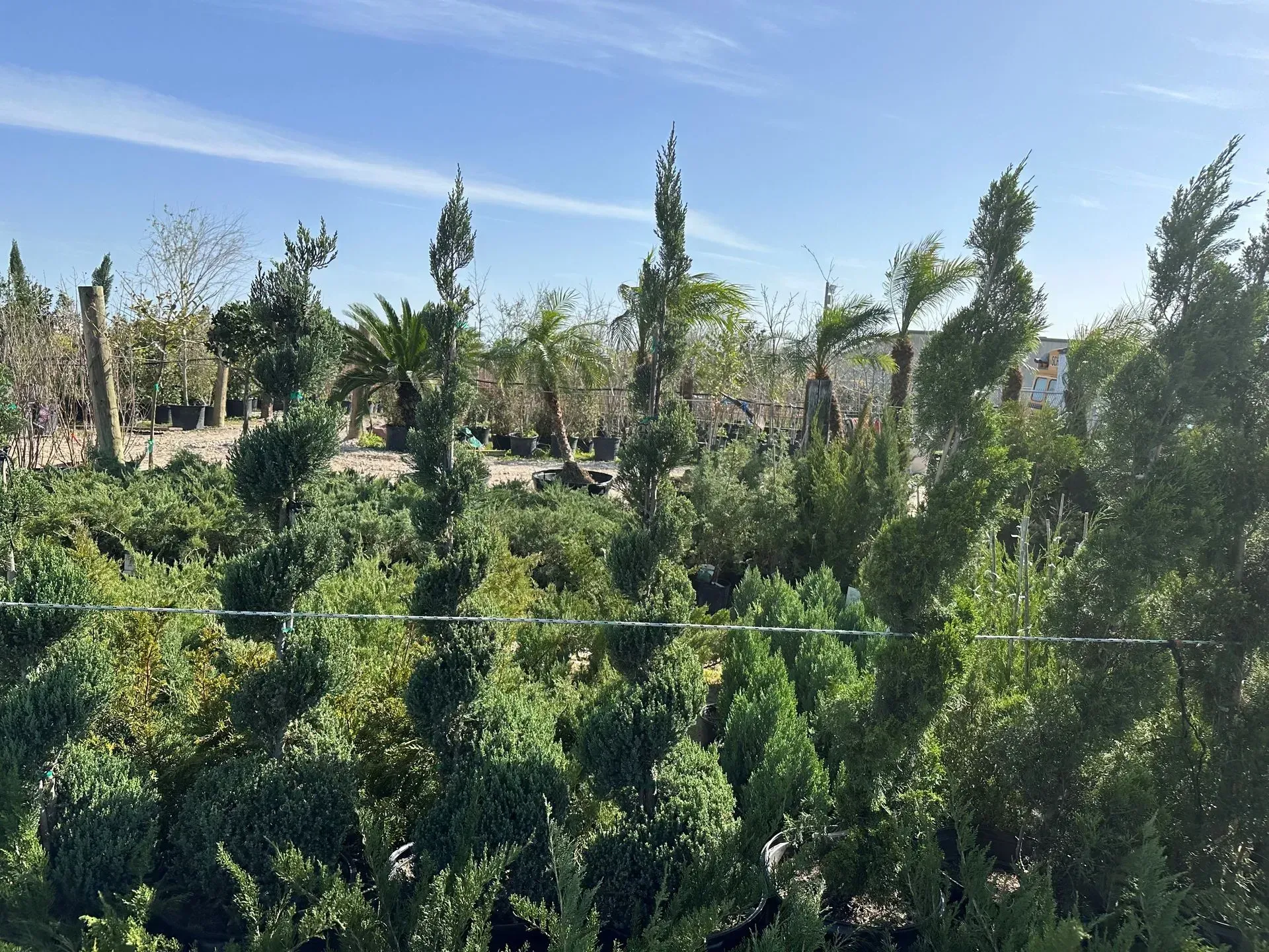 A row of trees in a garden with a blue sky in the background.