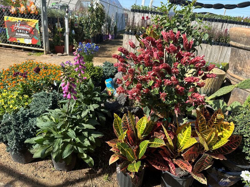 A greenhouse filled with lots of potted plants and flowers.