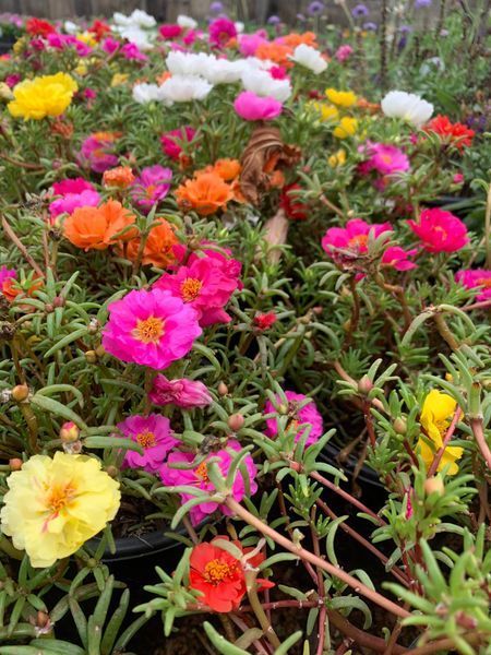 A bunch of colorful flowers are growing in a garden.
