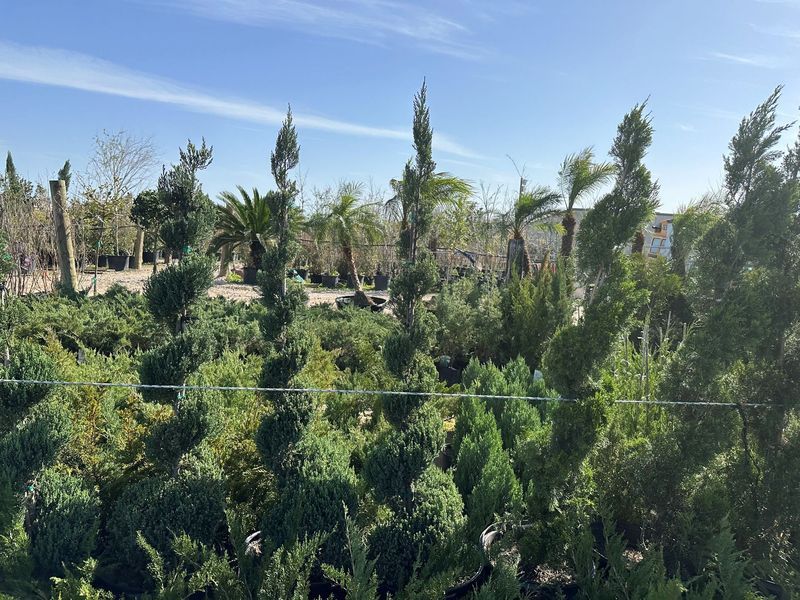 A bunch of trees in a garden with a blue sky in the background