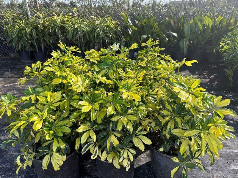 A bunch of potted plants with yellow leaves are sitting on a table.