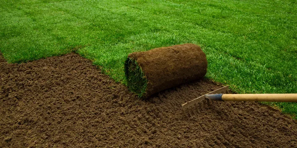 A roll of turf is being rolled on a lawn next to a rake.