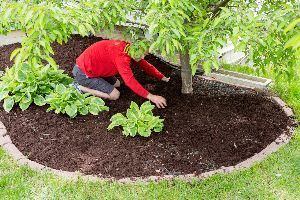 A man is kneeling in the dirt in a garden.