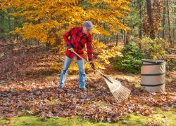 A man is raking leaves in a yard next to a barrel.