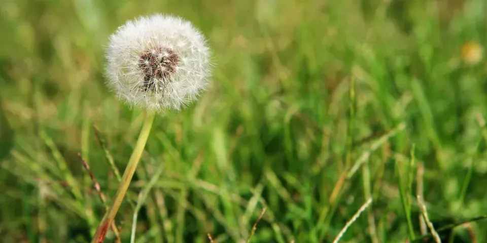 A single dandelion is growing in the grass.
