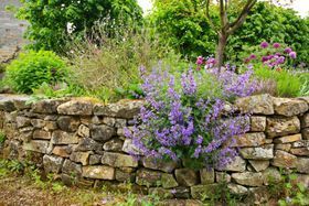 A stone wall with purple flowers growing on it in a garden.