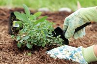 A person is planting a plant in the ground with a shovel.
