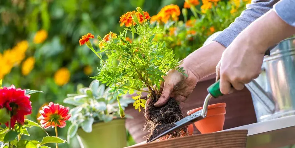A person is planting a plant in a pot in a garden.