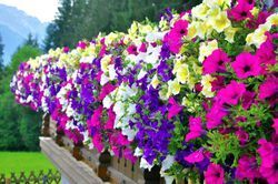 A row of colorful flowers hanging from a wooden railing.