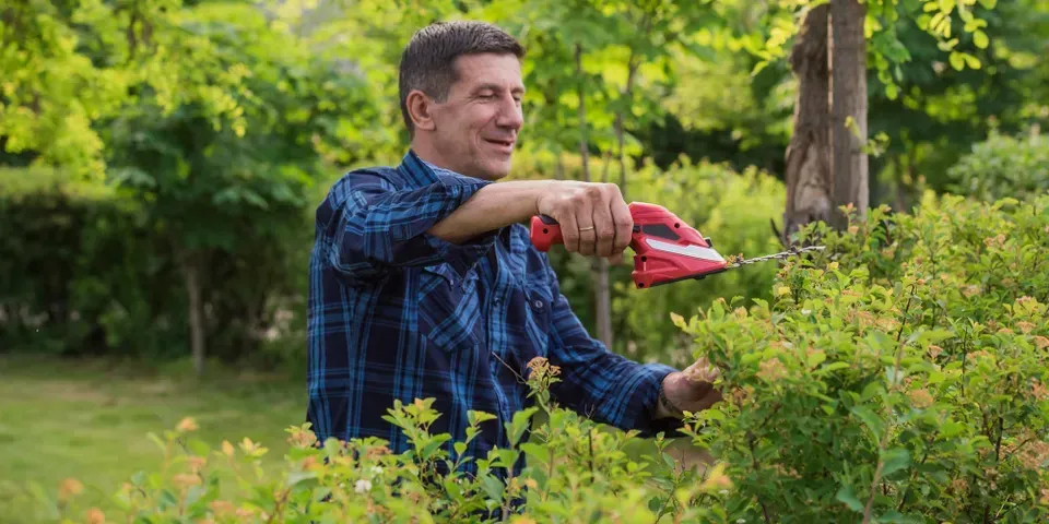 A man is cutting a bush with a hedge trimmer.