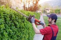 A man is trimming a hedge with a hedge trimmer.