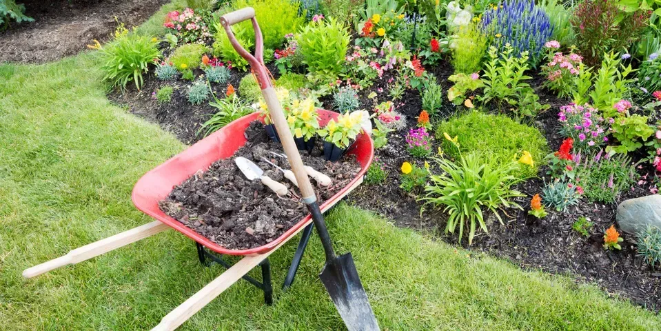 A wheelbarrow filled with dirt and a shovel in a garden.
