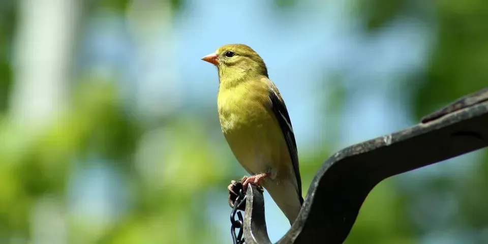 A small yellow bird perched on top of a chain.