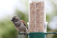 A small bird is perched on top of a bird feeder.