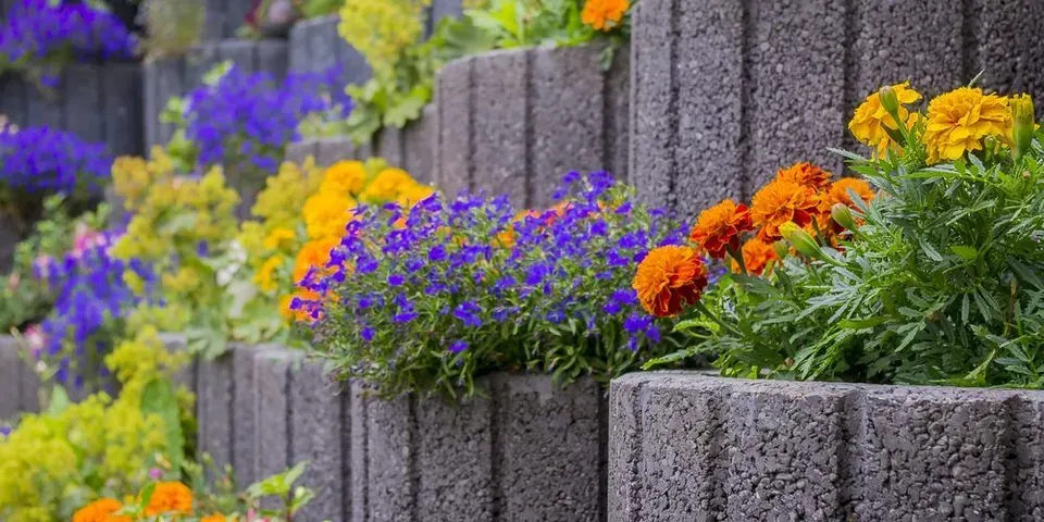A bunch of flowers are growing on a concrete wall.