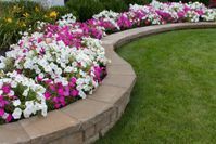 A row of pink and white flowers growing in a garden.