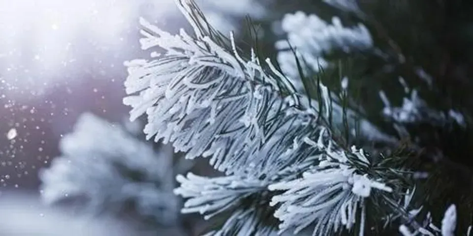 A close up of a snow covered pine tree branch.
