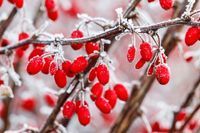 A bunch of red berries covered in frost on a tree branch.