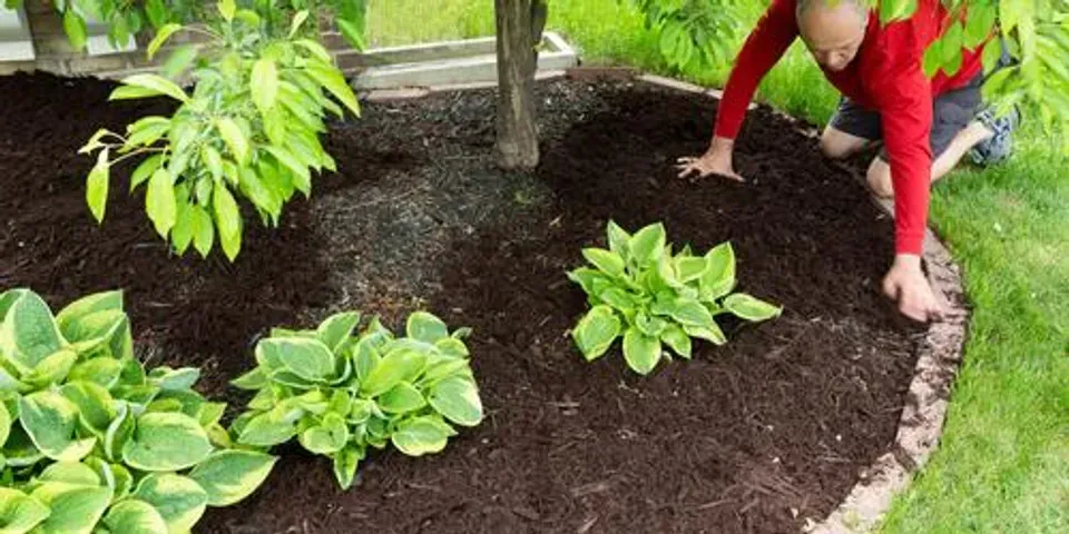 A man is kneeling down in a garden surrounded by plants and mulch.