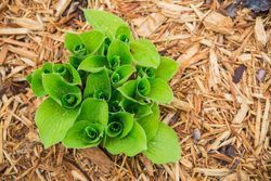 A small green plant is growing out of a pile of wood chips.