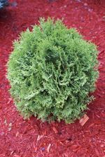 A small green bush is sitting on top of a pile of red mulch.