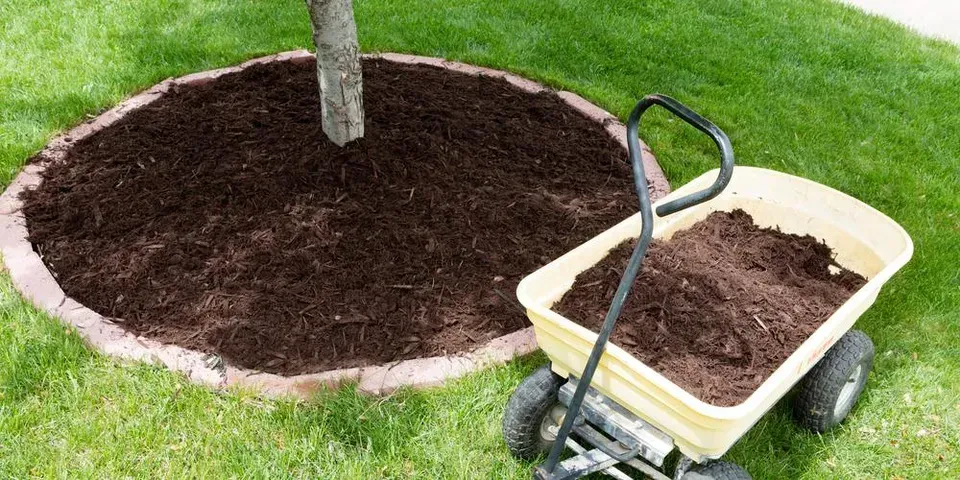 A wheelbarrow filled with dirt is sitting in the grass next to a tree.