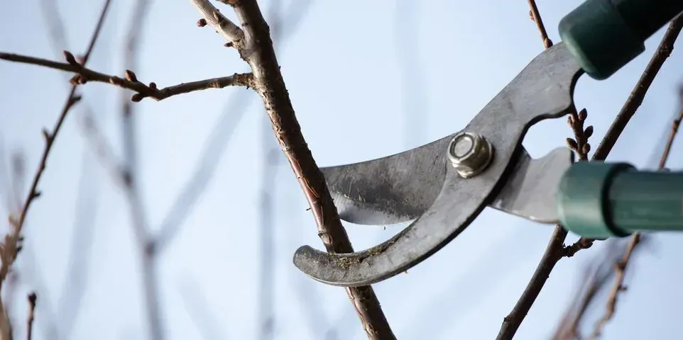 A person is cutting a tree branch with a pair of scissors.