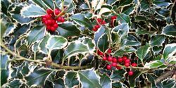 A close up of a holly tree with red berries and green leaves.