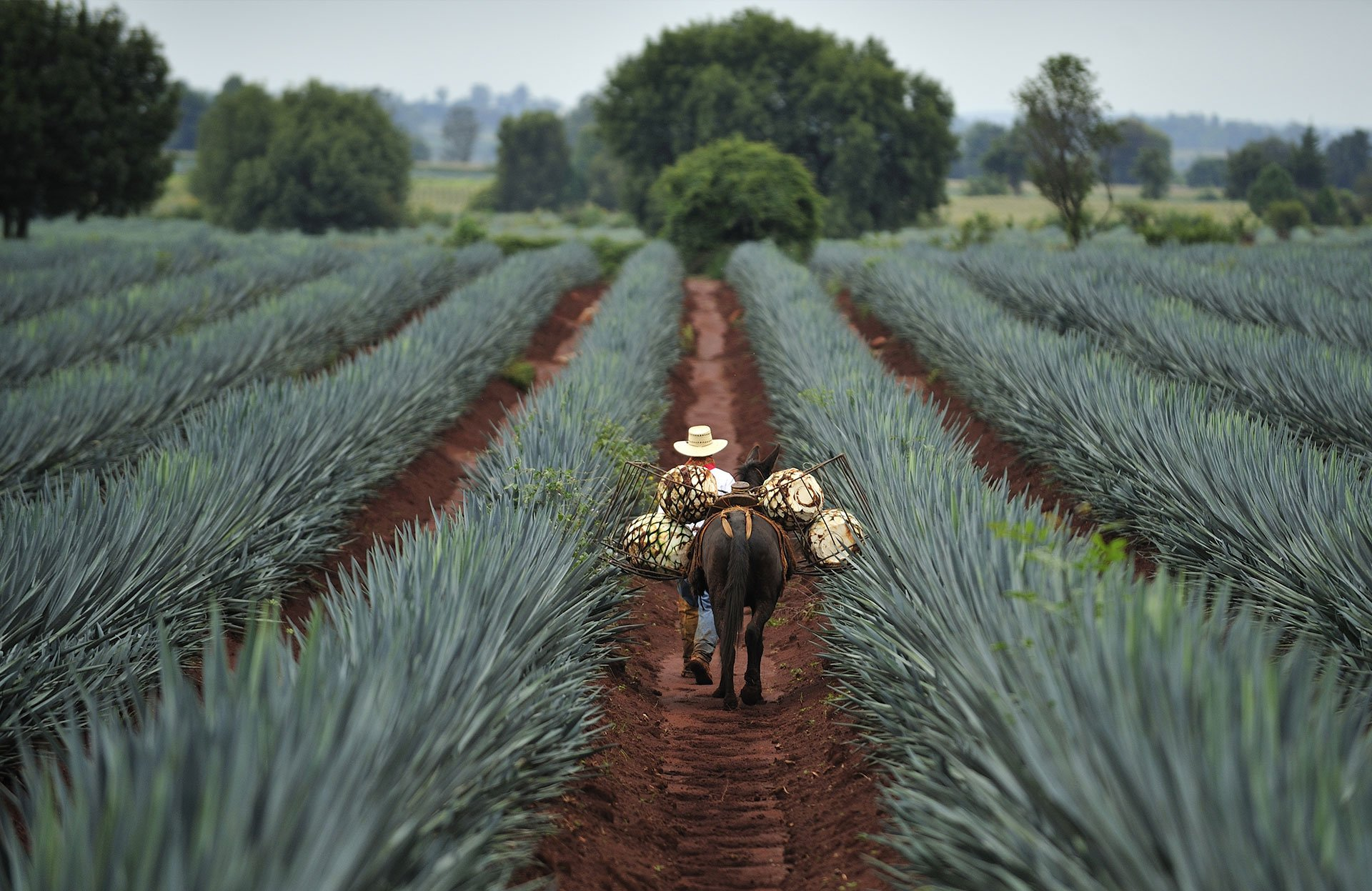 Agave fields ready for Tequila